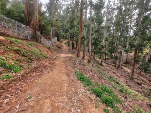 Upper Shady Glen trail