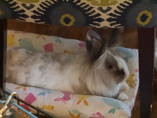George, our oldest rabbit at 8-9 years old (tornado rescue), is doing better after his leg scare, but you can tell he is old by the way he lays down and sprawls constantly and no longer hops up on top of the chairs which used to be his favorite place to lounge all day.