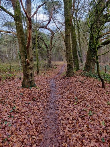 Klein stukje singletrack erin
