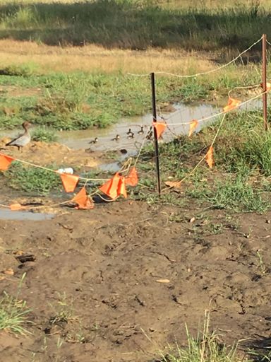 5 little ducks went out one day!!!