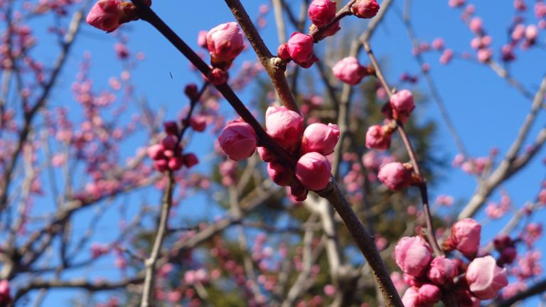 まだ蕾の木もいくらかあった。
