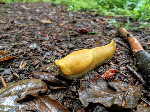 Found a little banana slug