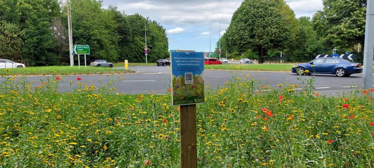 Biodiversity project run by Cheshire West and Chester Council, at the Davenham Roundabout A556 in Northwich. Click on the QR code for more info, or this link:
https://www.cheshirewestandchester.gov.uk/residents/streets-and-open-spaces/wildflowers