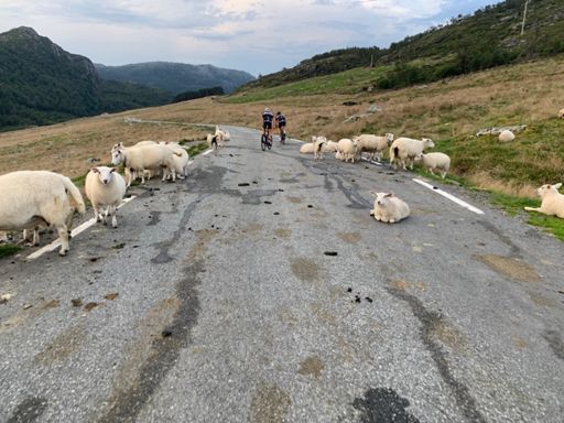 Vekket sauene på Nedrebø