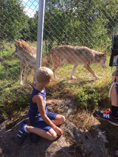 Kornelius med ulvene😄