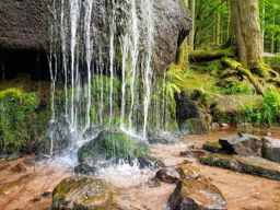 Sapin sec et les Molières