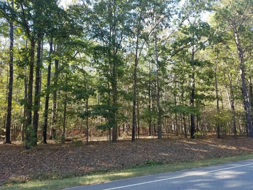 Saw some sort of weasel run across the road and up a tree.