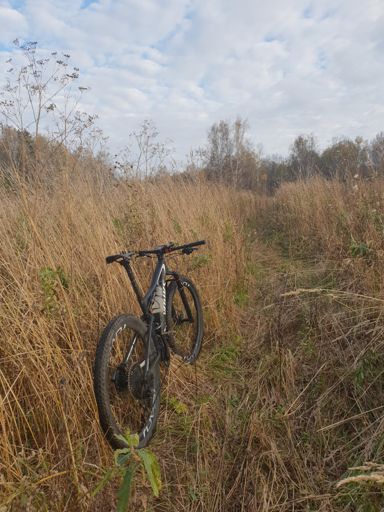 Джунгли сибирские обыкновенные