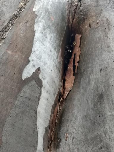 Bee hive in gum tree