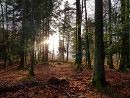 Course à pied dans l’après-midi