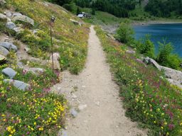 Rando fleurie autour du lac d’Allos