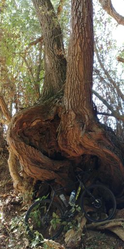 Advantage of CXing: you're often sheltered. From 🌞 and heat in the summer, from ☔ and wind in the winter.