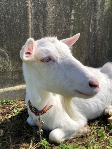 大人なんだろうか？にしては小さい