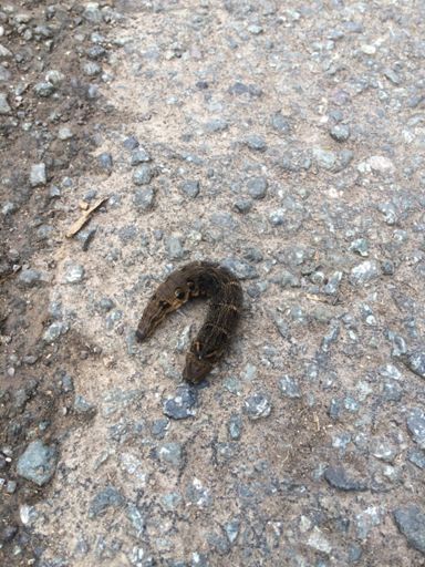 Why do they always want to get to the other side of the road