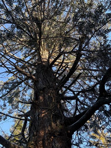 Daglezja o średnicy pnia 3,5 m