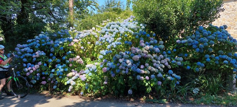 These were common in this part of Cornwall.