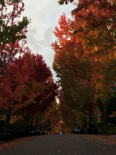 Loving the fall color in the Oakland hills.