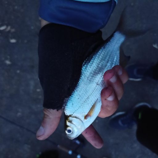 Густера́ — рыба семейства карповых, единственный представитель монотипического рода Blicca. Длина до 35 см, масса до 1,3 кг, но обычно — 100—200 г. Стайная рыба, очень близка к лещам. Серебристым, сильно сплющенным с боков телом напоминает молодого леща.