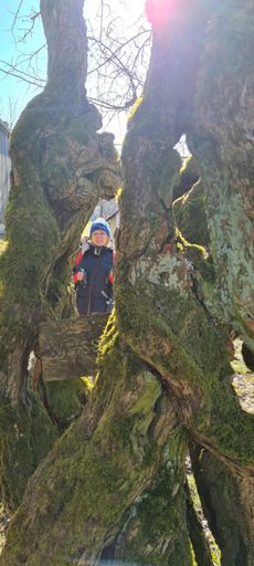 1200 Jahre alter Weißdorn