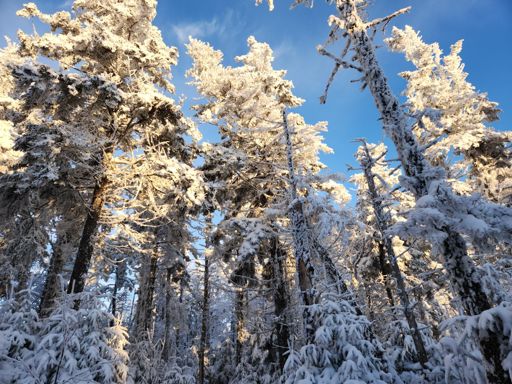 Solid Fall conditions in the White Mtns...