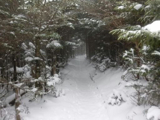 Typical trail at higher elevations.