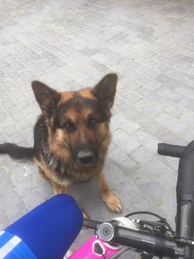 Хозяин, может не поедешь? Холодно.