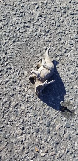 Baby dino road kill on Appian Way 🦖 😢. Here's a novel evolutionary theory for you: the coloring/armor of the triceratops evolved to blend in perfectly with asphalt pavement.