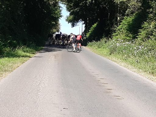 Bloqué par un troupeau de vaches!🐄🐄