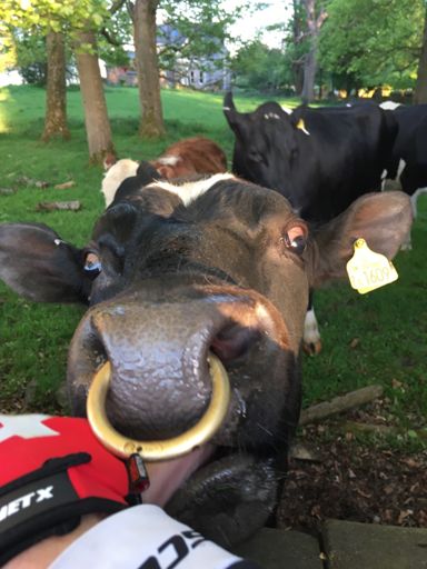Novelty door knocker.