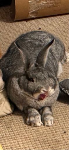 I caught our giant chinchilla rabbit in the middle of a yawn