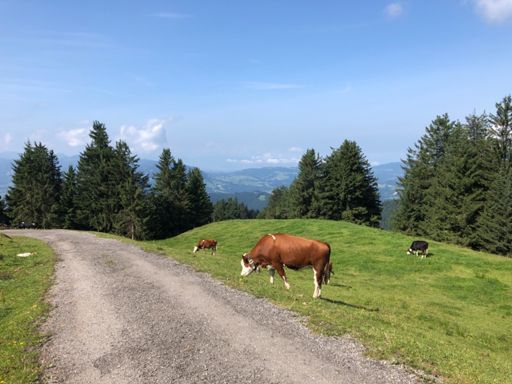 Beware of cows crossing the road