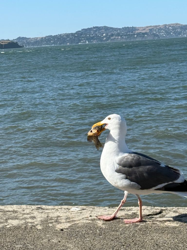 Butterlap (Presidio & Golden Gate Park) photo 123