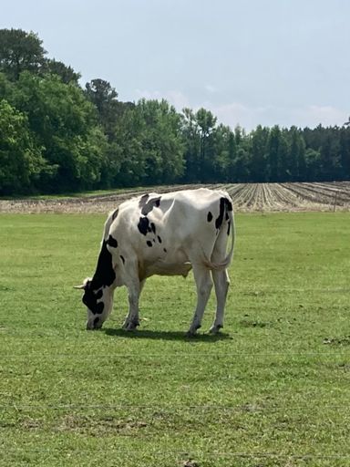 Truly the tallest cow I have ever seen in my life