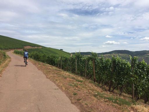 Weinberge bei Longuich