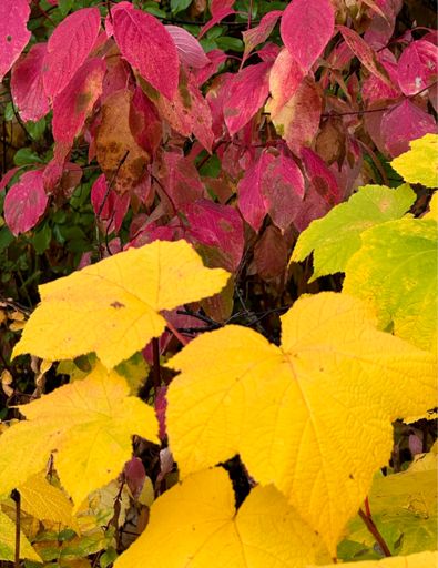 Brilliant color along the trail.