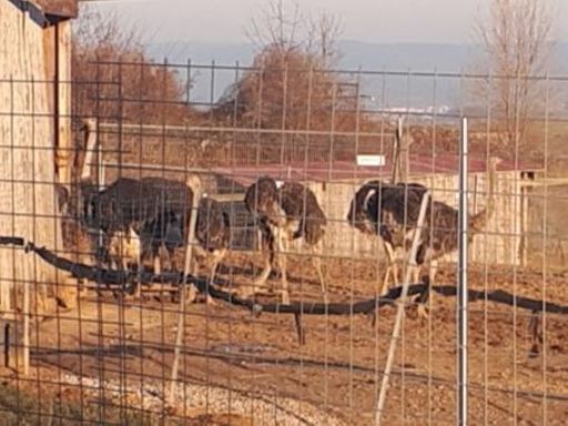 Gut eingezäunt, Straußenfleisch ist teuer🤣😂