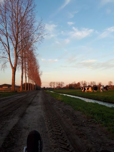 Toch nog een stuk zandweg in de route! De koeien waren oranje van de ondergaande zon 😊