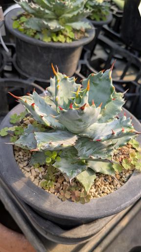 買おうか買わまいか1ヶ月迷ってるイシスメンシス