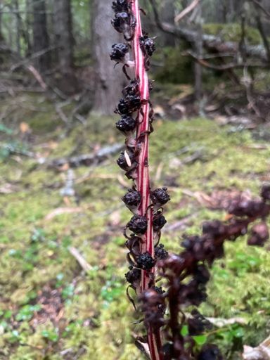 Allotropa virgata (Sugarstick)