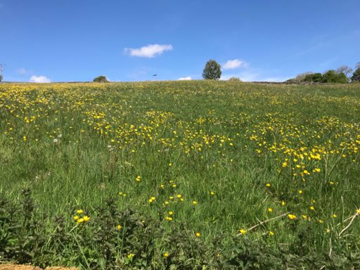 View over the garden wall!