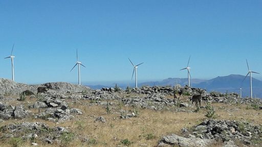 Hay 3 cabras montesas macho a 10 metros de mi mientras tomo algo!!