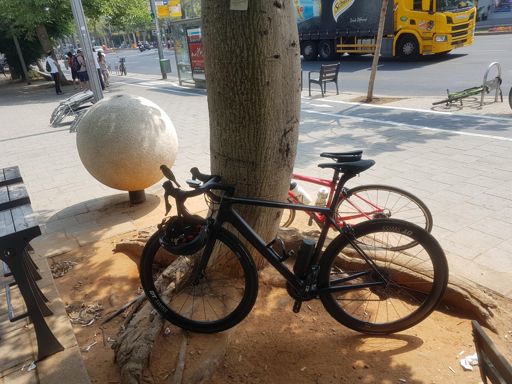 ציפור מקננת על קניון