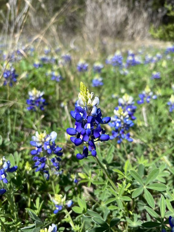 Turkey Creek Trail, photo 1