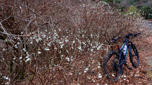 ミツマタ。まだつぼみ？かな