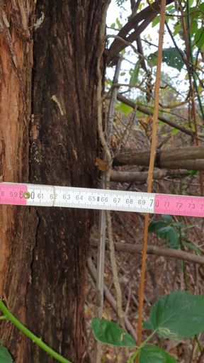 Kahl am Main_ID23728_UM_In den Erlichgärten 12_BHD0,66m