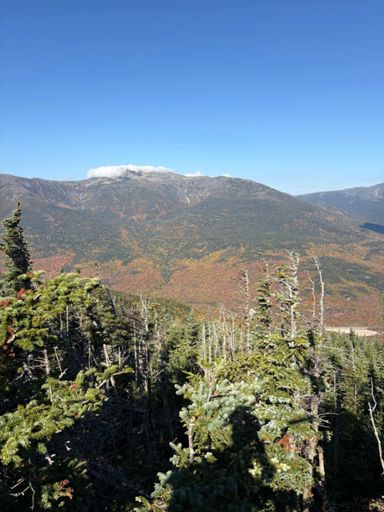 Washington from wildcat D