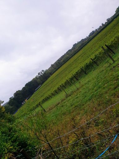 Albury vineyard