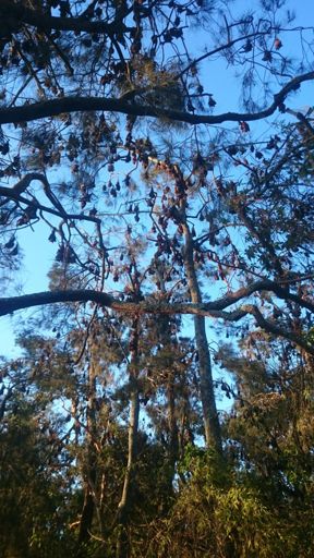 Bats ruined the trail.