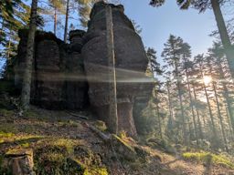 Tour dans forêt de Taintrux avant la séance d’escalade
