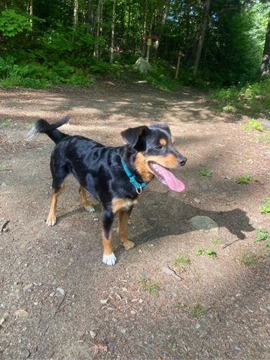 Ulmus joined us for an early morning up and down on Black Bear. He was right behind us the entire 2.5 mile descent!